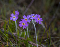Primula laurentiana