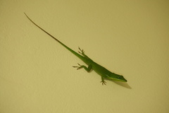 Anolis viridius