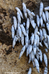 Albinaria caerulea