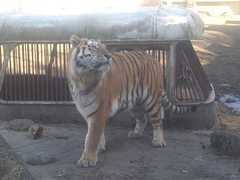 Panthera tigris altaica