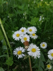 Bellis perennis