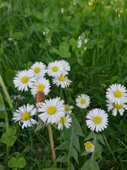 Bellis perennis