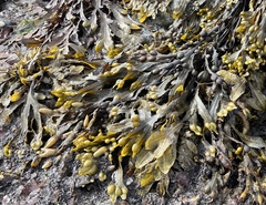 Fucus vesiculosus