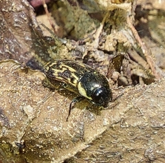 Acmaeodera