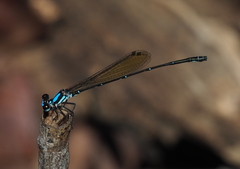 Nososticta koongarra