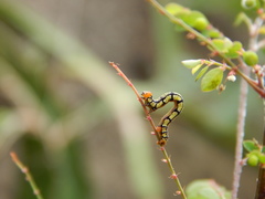 Melanchroia chephise