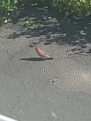 Cardinalis cardinalis