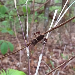 Leptoglossus concolor image