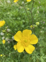 Ranunculus