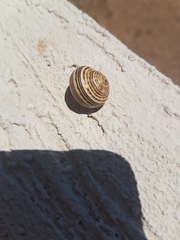 Gastropoda
