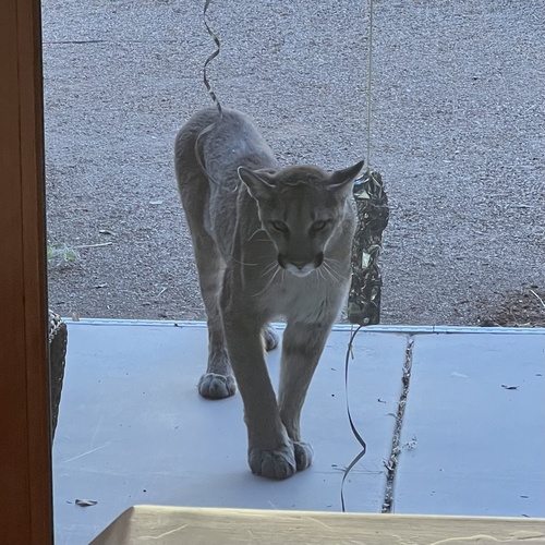 Mountain Lion photographed in Arizona