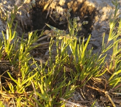 Spergula