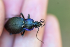 Carabus amplipennis