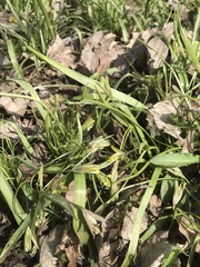 Gagea lutea