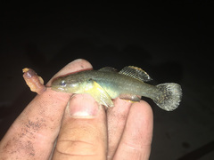 Tridentiger bifasciatus