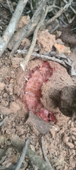 Hydnora africana