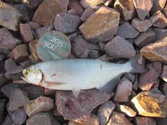 Hiodon alosoides