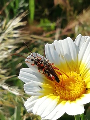 Stenopterus mauritanicus