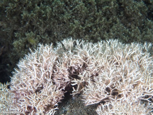 Liagoraceae