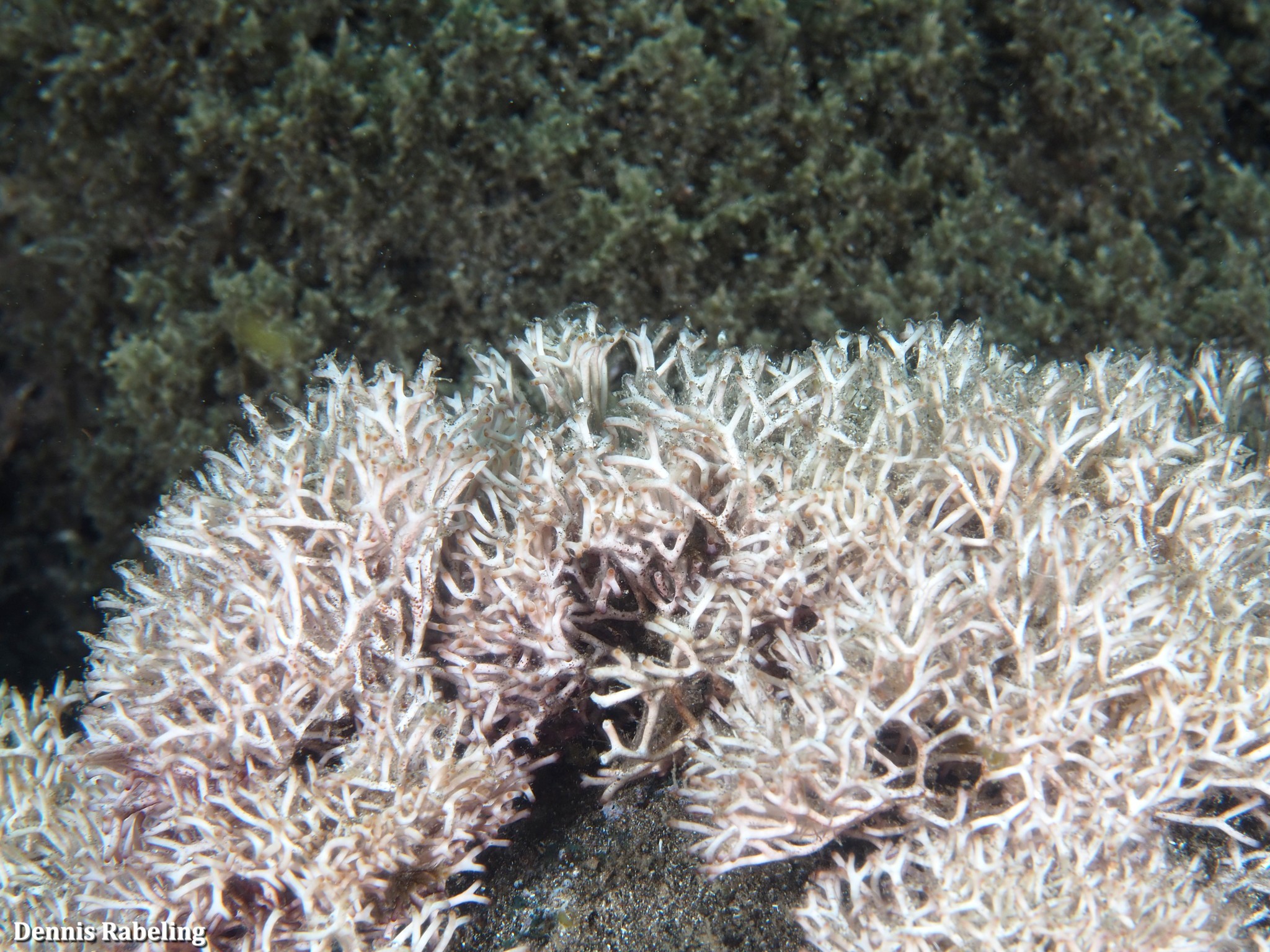Liagoraceae