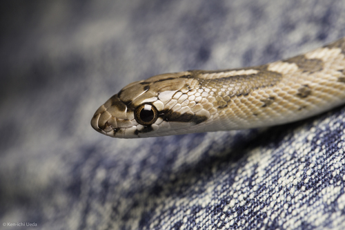 Western Glossy Snake