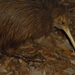 North Island Brown Kiwi - Photo (c) Allie_Caulfield, some rights reserved (CC BY)