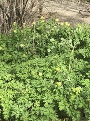 Corydalis nobilis