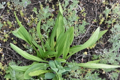 Plantago urvillei