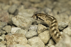 Arizona elegans occidentalis