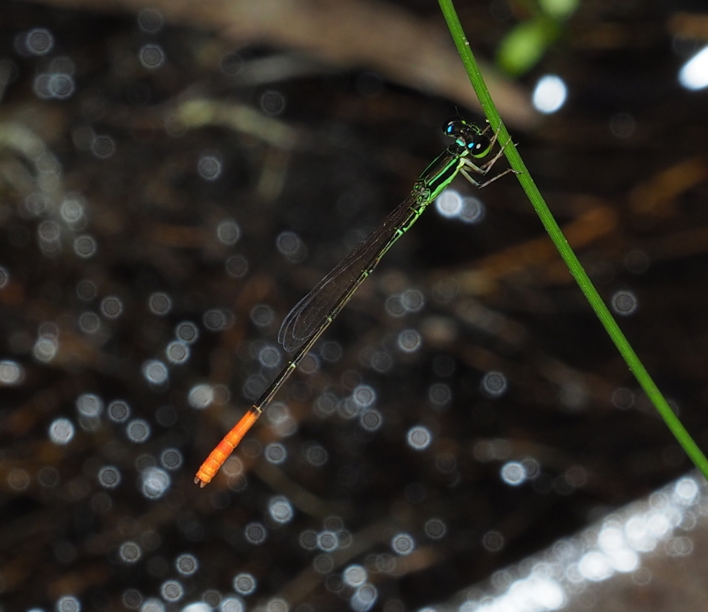 Red-rumped Wisp