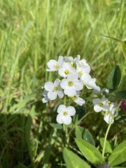 Cardamine pratensis