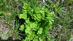 Astragalus glycyphyllos