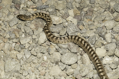 Arizona elegans occidentalis