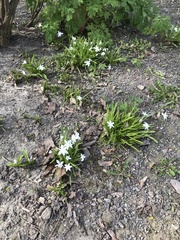 Scilla luciliae