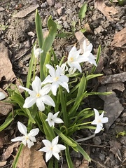 Scilla luciliae