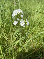 Cardamine pratensis