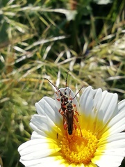 Stenopterus mauritanicus
