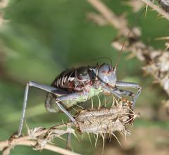 Acanthoplus