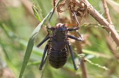 Acanthoplus