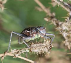 Acanthoplus