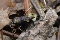 Bombus bimaculatus