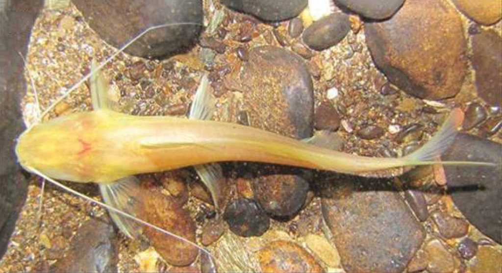 Blind catfish