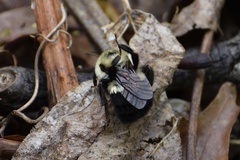 Bombus bimaculatus