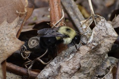 Bombus bimaculatus
