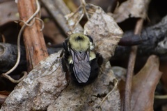 Bombus bimaculatus