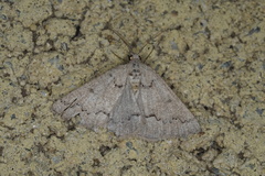 Amelora goniota