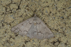 Amelora goniota