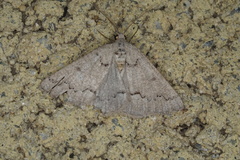 Amelora goniota