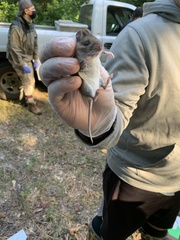 Peromyscus gossypinus