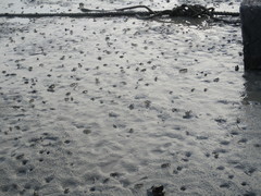 Macrophthalmus banzai